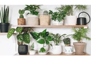 How to grow cactus